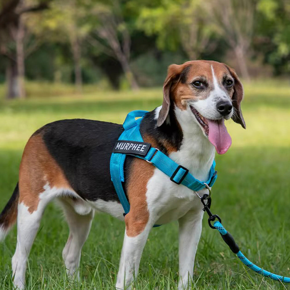 Easy Walk No-Pull Harness